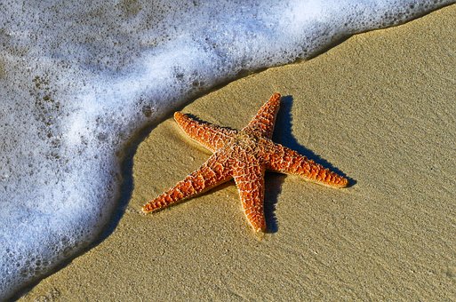 starfish-1851289__340